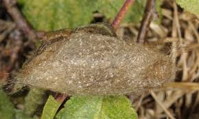 Attēlu rezultāti vaicājumam “Euproctis similis larva”
