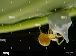 Attēlu rezultāti vaicājumam “Paidiscura pallens eggs”