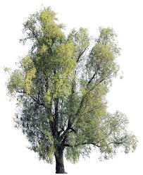 Attēlu rezultāti vaicājumam “Salix alba”