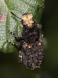 Attēlu rezultāti vaicājumam “Scardia boletella exuvia”