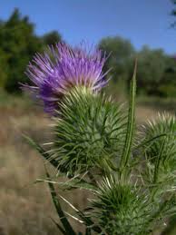 Attēlu rezultāti vaicājumam “Cirsium vulgare”