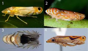 Attēlu rezultāti vaicājumam “Cicadellidae”