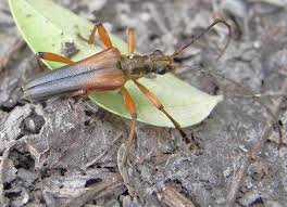 Attēlu rezultāti vaicājumam “Stenocorus meridianus”
