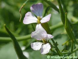 Image result for Raphanus sativus ssp. Oleiformes