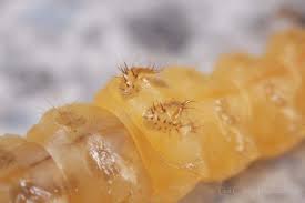 Attēlu rezultāti vaicājumam “Raphidia larva”