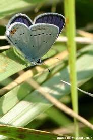 Attēlu rezultāti vaicājumam “Everes argiades”