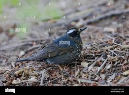 Image result for Zoothera sibirica