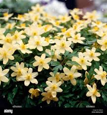 Attēlu rezultāti vaicājumam “Anemone x lipsiensis leaf”