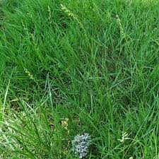 Attēlu rezultāti vaicājumam “Lolium perenne”