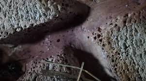 Attēlu rezultāti vaicājumam “Formica rufa pupa”