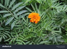 Attēlu rezultāti vaicājumam “Tagetes leaf”