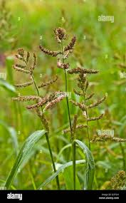 Attēlu rezultāti vaicājumam “Echinochloa crus-galli”