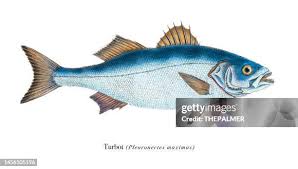 Image result for Calamus bajonado