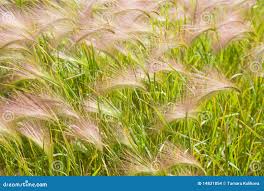 Attēlu rezultāti vaicājumam “Hordeum jubatum”