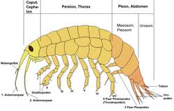 Attēlu rezultāti vaicājumam “Amphipoda”