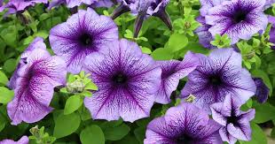 Image result for Petunie