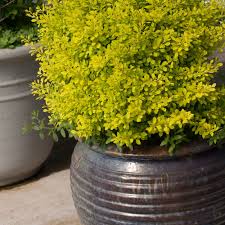 Attēlu rezultāti vaicājumam “Berberis”