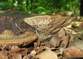 Attēlu rezultāti vaicājumam “Daedalea quercina”