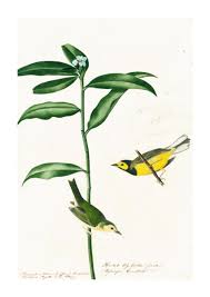 Image result for Wilsonia citrina
