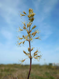 Attēlu rezultāti vaicājumam “Silene otites”