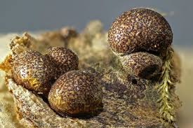 Attēlu rezultāti vaicājumam “Lycogala convexum”