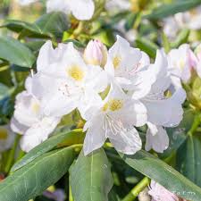 Attēlu rezultāti vaicājumam “Rhododendron catawbiense flower”