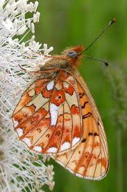 Attēlu rezultāti vaicājumam “Clossiana euphrosyne”