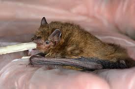 Attēlu rezultāti vaicājumam “Pipistrellus pygmaeus”