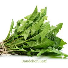 Attēlu rezultāti vaicājumam “Taraxacum suecicum leaf”