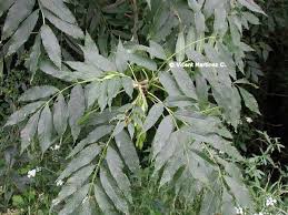 Attēlu rezultāti vaicājumam “Fraxinus excelsior leaf”