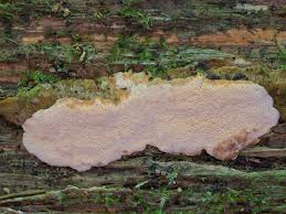 Attēlu rezultāti vaicājumam “Rigidoporus crocatus”