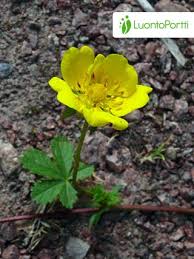 Attēlu rezultāti vaicājumam “Potentilla reptans”