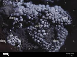 Attēlu rezultāti vaicājumam “Badhamia macrocarpa macro”