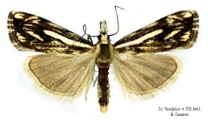 Attēlu rezultāti vaicājumam “Catoptria falsella”