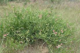 Attēlu rezultāti vaicājumam “Lathyrus sylvestris leaf”