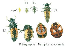 Attēlu rezultāti vaicājumam “Adalia bipunctata larva”