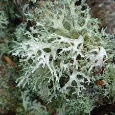 Attēlu rezultāti vaicājumam “Evernia prunastri”