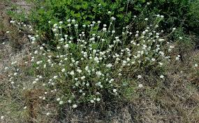 Attēlu rezultāti vaicājumam “Berteroa incana flower”