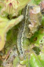 Attēlu rezultāti vaicājumam “Pyrausta aurata”