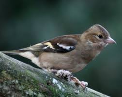 Attēlu rezultāti vaicājumam “Fringilla coelebs female”
