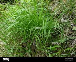 Attēlu rezultāti vaicājumam “Festuca altissima”