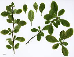 Attēlu rezultāti vaicājumam “Berberis vulgaris”