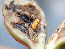 Attēlu rezultāti vaicājumam “Lasioptera rubi”