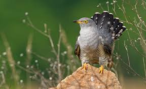 Attēlu rezultāti vaicājumam “Cuculus canorus”