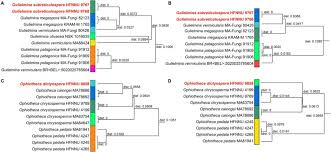 Attēlu rezultāti vaicājumam “Ophiotheca chrysosperma sessile”