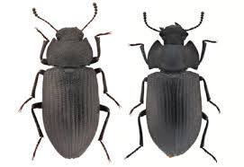 Attēlu rezultāti vaicājumam “Tenebrionidae”