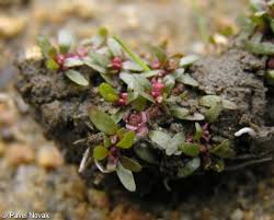 Attēlu rezultāti vaicājumam “Elatine hydropiper leaf”