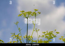 Attēlu rezultāti vaicājumam “Pastinaca sativa subsp. sylvestris flower”