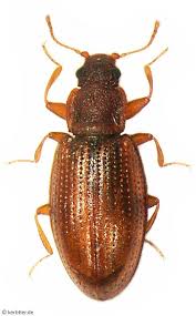 Attēlu rezultāti vaicājumam “Latridiidae”