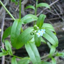Attēlu rezultāti vaicājumam “Myosotis laxa subsp. baltica”